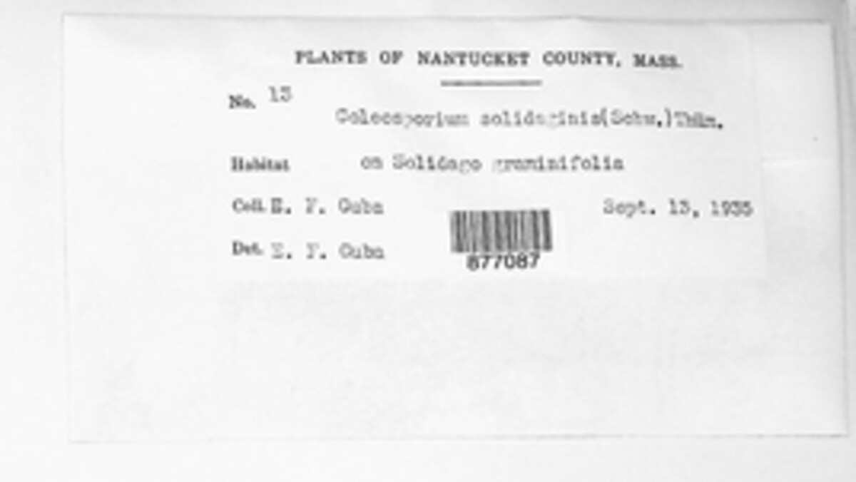 Coleosporium asterum image